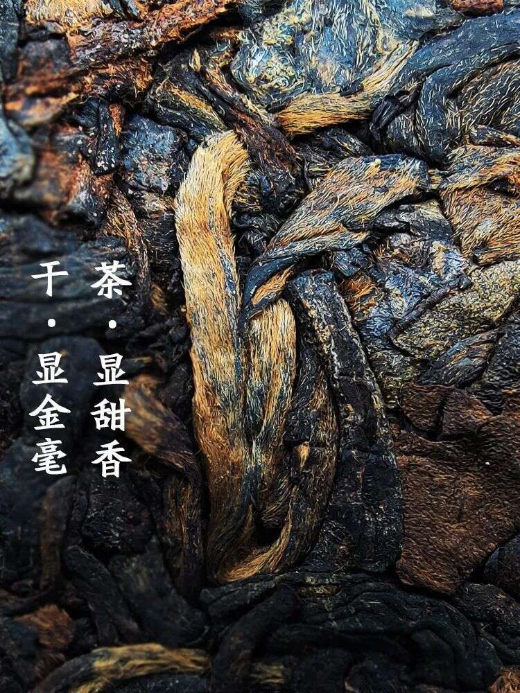 天韵金砖“活道”发酵法 | 重新定义熟茶的魅力