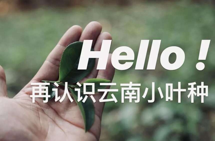 HELLO ! 云南那些璀璨夺目的小叶种！