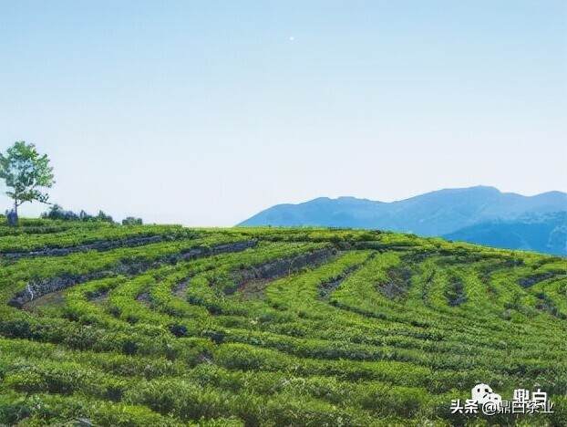 捷报！鼎白又双叒叕获茶王赛“特别金奖”及“年度茶王”称号