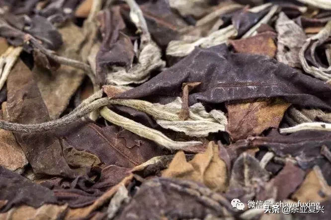 云南白茶到底是不是白茶？