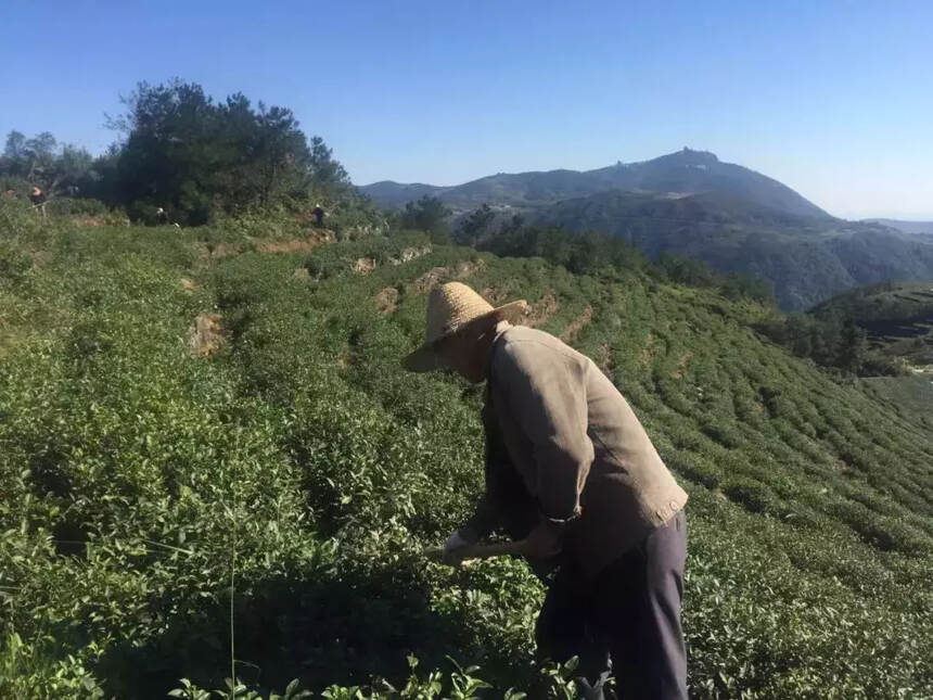 每片茶叶，都有属于自己的生态茶园