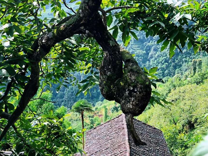 天韵古茶｜普洱茶四大核心基地，为源头品质奠定了良好的基础