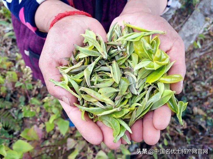 云南人热情邀约的茶山行——给云茶敲响警钟！