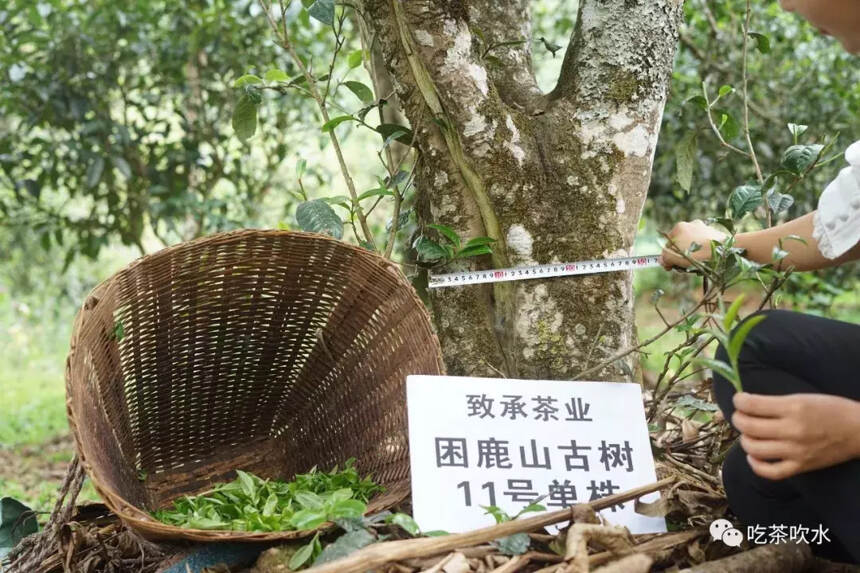 ﻿源头价格预测：普洱茶价格要跌！