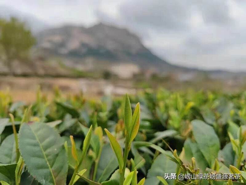 崂山茶到底打不打农药呢？