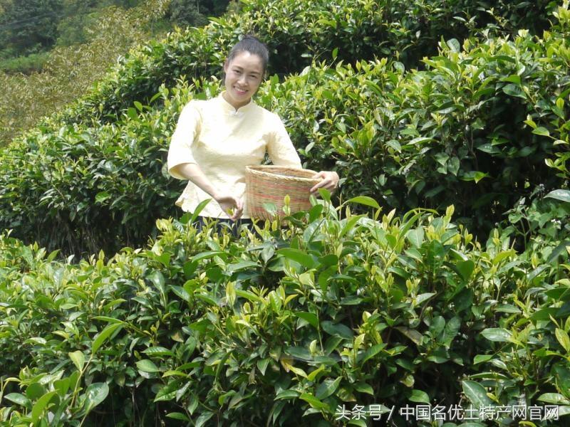 你喝的是古树茶吗？