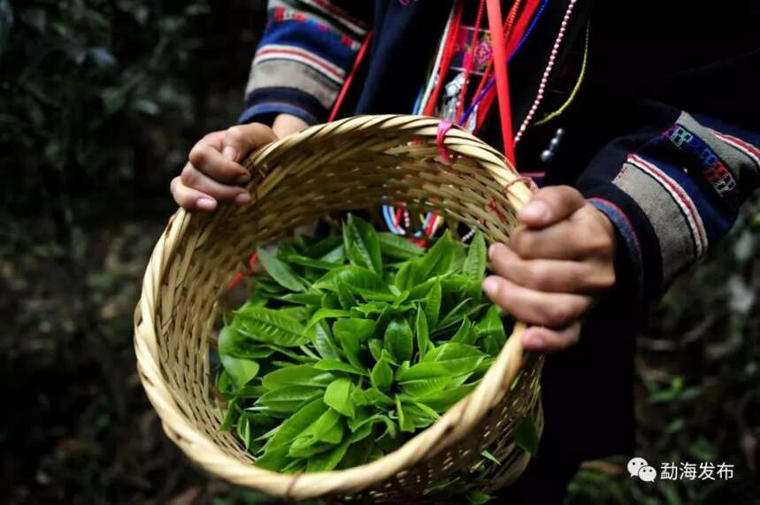 云南茶区大旱，这些茶树防旱抗旱技术你了解下？