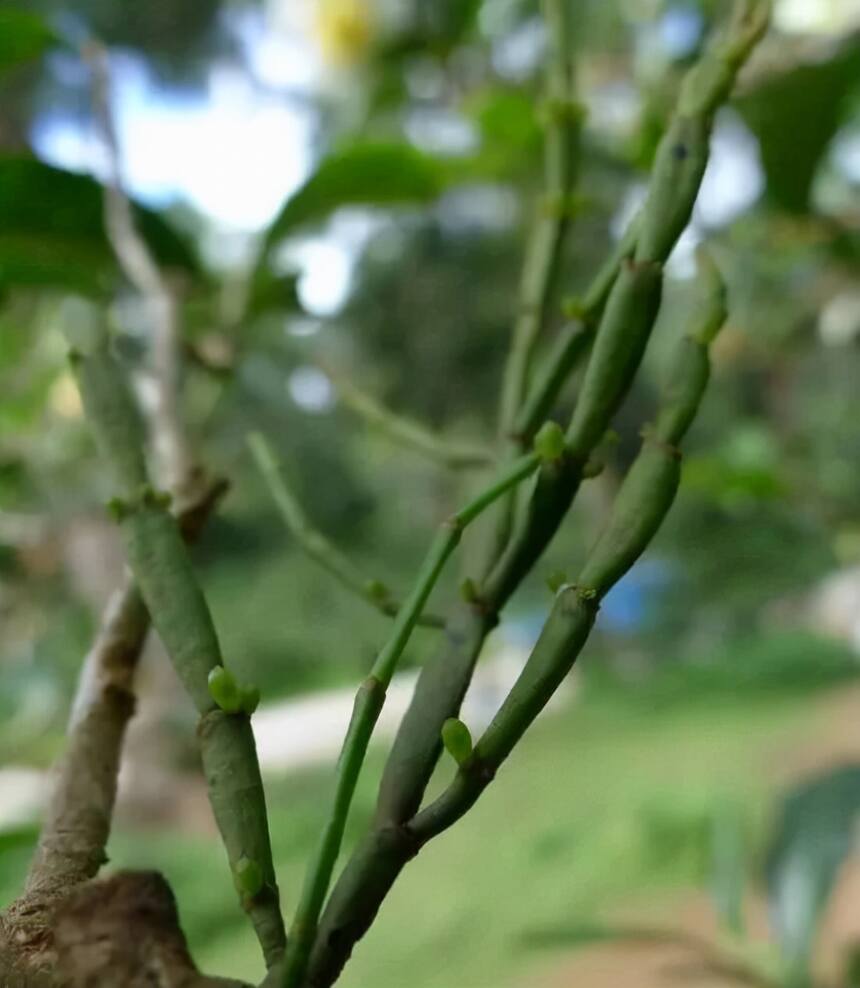 寄生在茶树上的“螃蟹脚”？见过的人少，吃过的更少