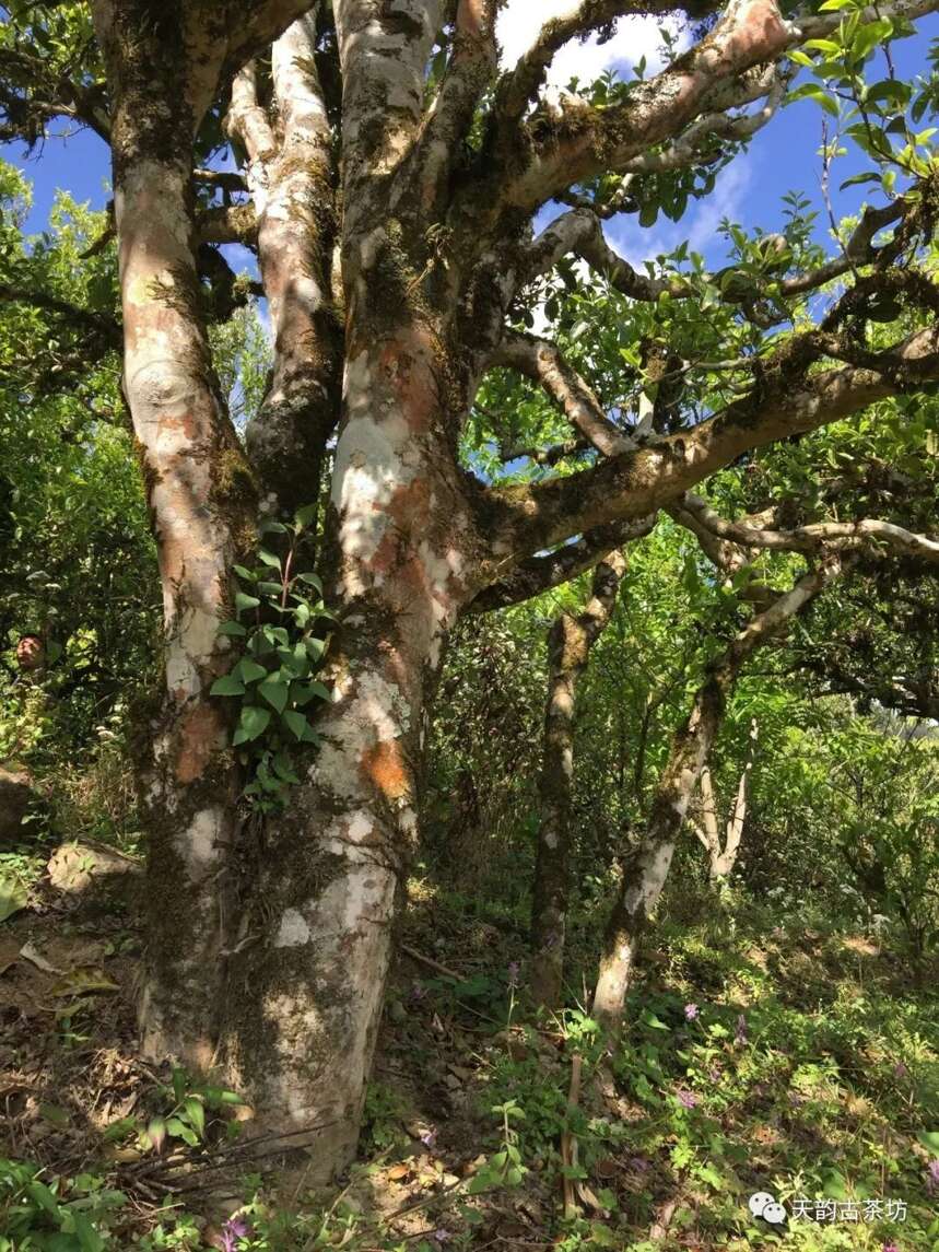 万众翘首以待的巅峰之作，2020年天韵古茶森林古树茶终于上市