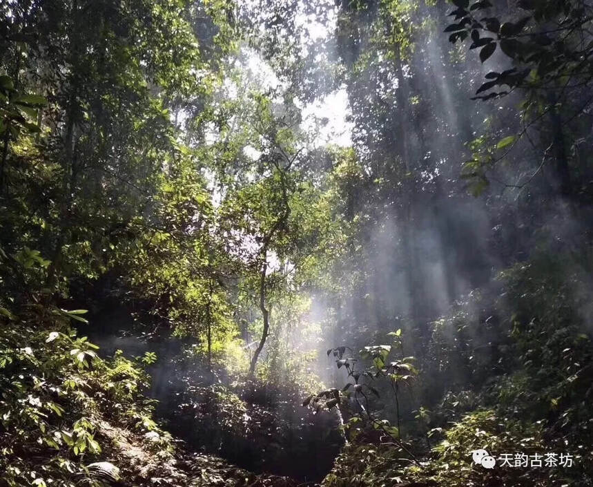 弯弓黄金叶 | 抵达味蕾深处的甜蜜