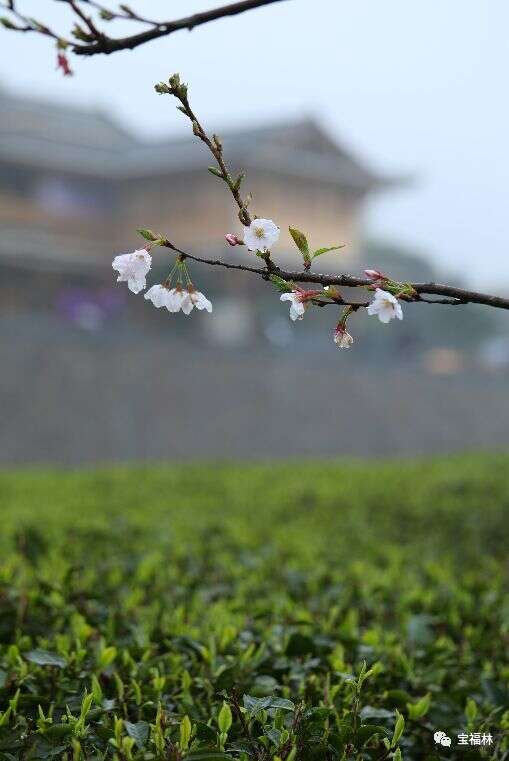 今天不说茶，来看看福鼎风景吧（超多美图）