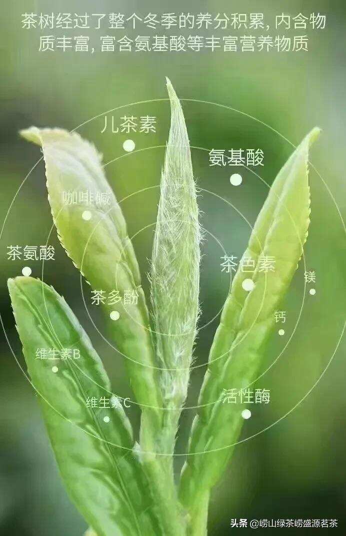 青岛崂山茶为什么比同日期的日照绿茶或者南方茶价格要高？