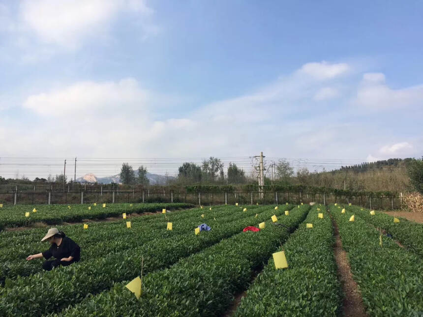 别再拿茶叶农残超标说事了，别听那些不懂装懂的媒体瞎忽悠