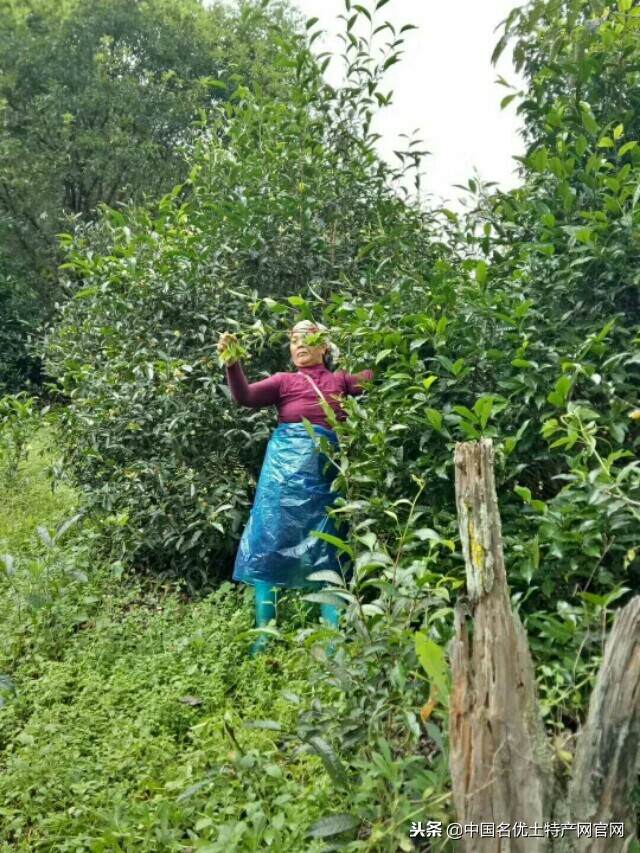 逸客：普洱茶新工艺和老工艺制作的茶有何不同？