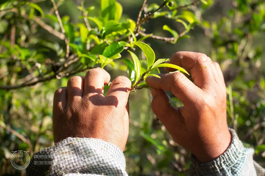 玉龙祥2021茶山行 | 不负春光，又向茶山