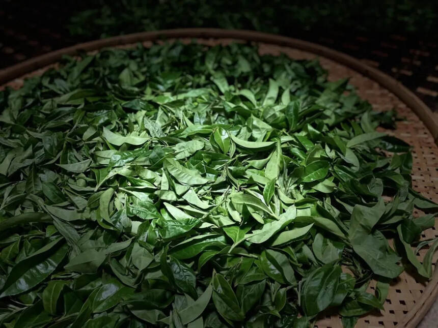 天韵古茶“茶王树”｜您值得收藏的10大理由