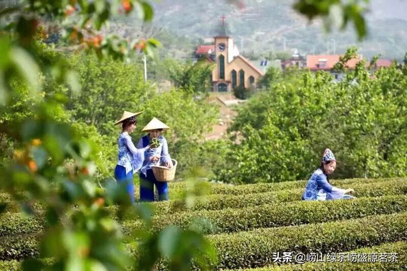 崂山茶到底打不打农药呢？