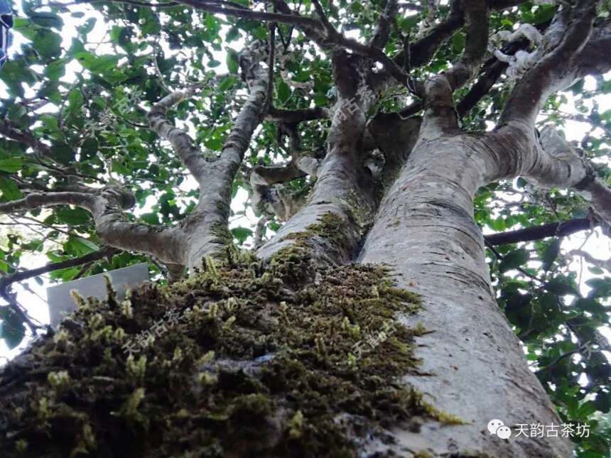 万众翘首以待的巅峰之作，2020年天韵古茶森林古树茶终于上市