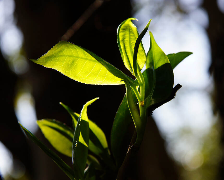 为什么越来越多的人喜欢喝古树普洱茶？古树普洱茶究竟好在哪里？