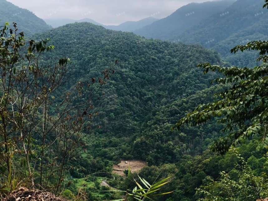 刮风寨高杆古树茶｜山韵悠远，香幽质柔