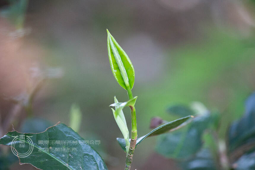 茶知识 | 悉心存放的普洱茶为何越存越苦？