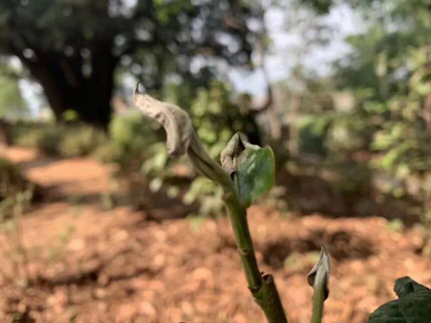 今年春茶质量到底如何？「高温干旱对茶叶品质的影响」