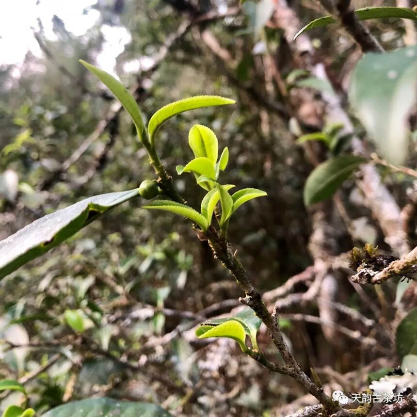 倚邦黄金叶 | 走遍万水千山，醉爱倚邦茶香