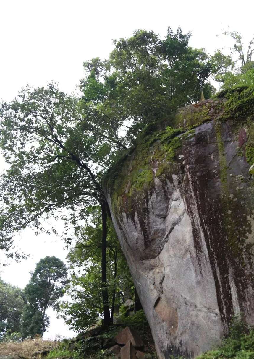 穿过野象通道才能抵达的茶园，隐藏着勐海不可知的秘密