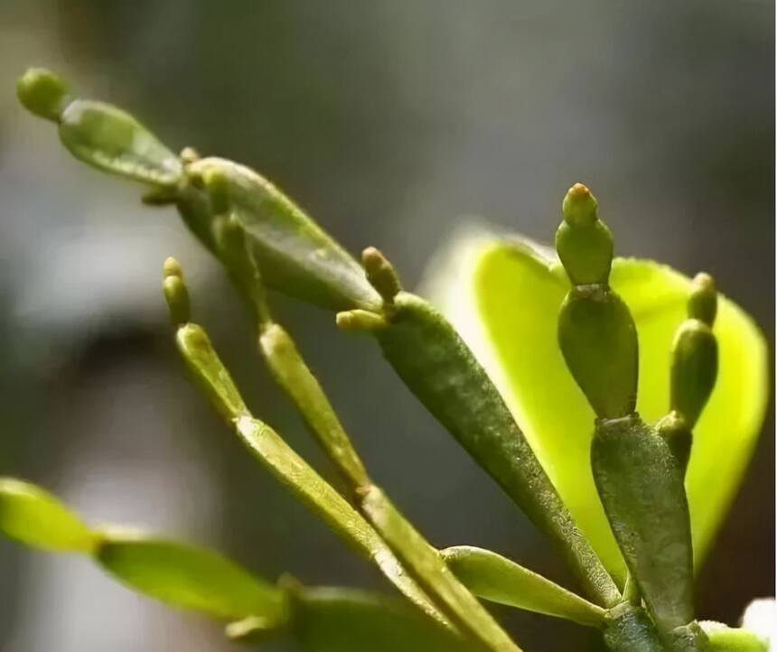 寄生在茶树上的“螃蟹脚”？见过的人少，吃过的更少