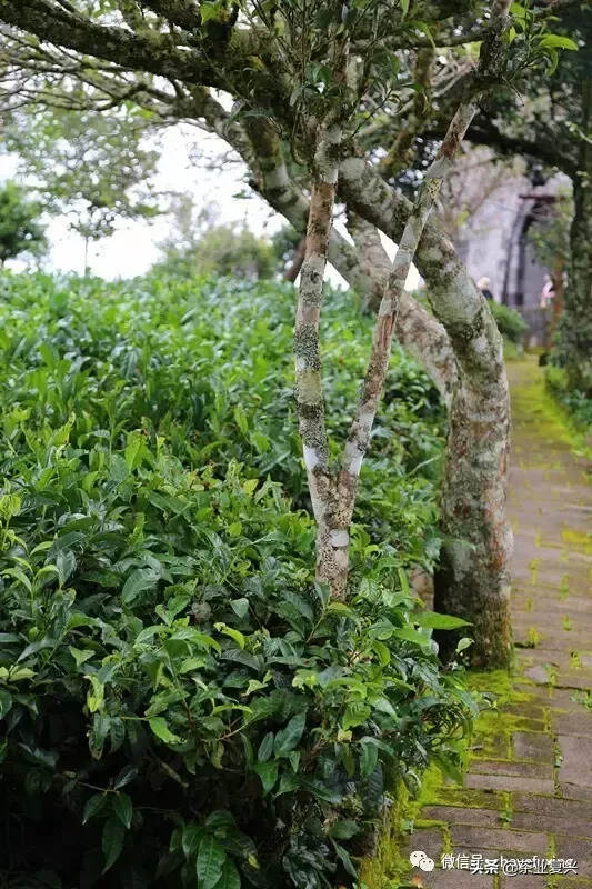 茶乡如何复兴？从茶看云南人的精神