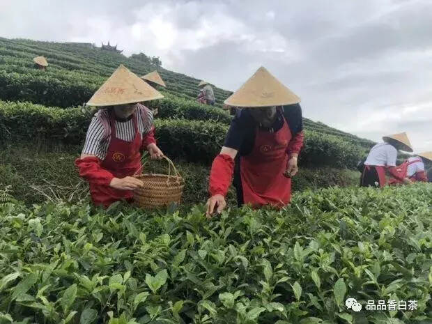 白茶游学丨他说：喝上一杯茶，恋上一座城