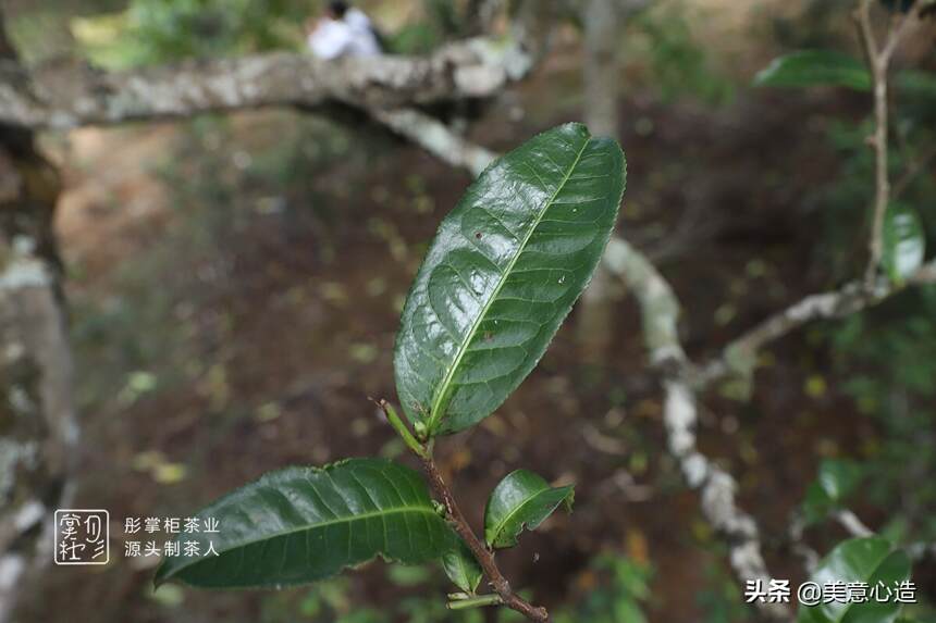 古茶树管养的一些问题和大家交流