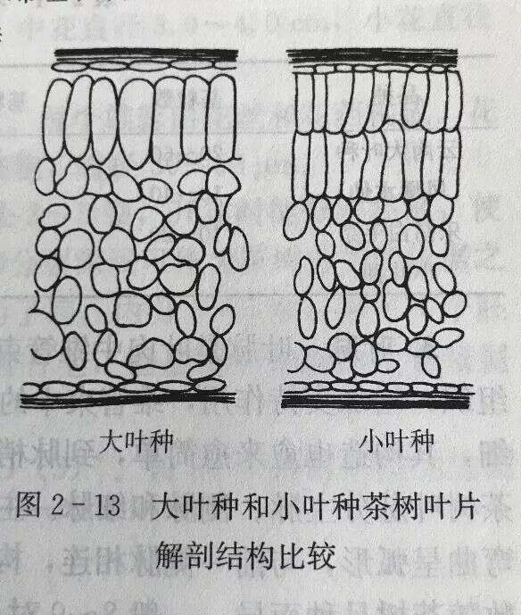 HELLO ! 云南那些璀璨夺目的小叶种！