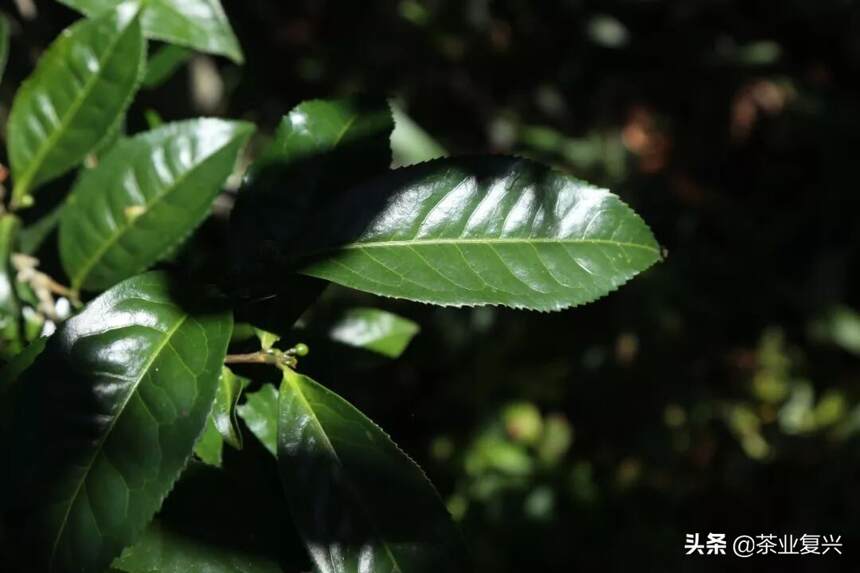 何仕华：古茶树是不可再生资源，保护之路漫漫