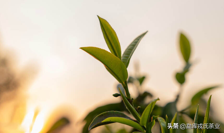 茶是心故乡|近享好茶·戎氏茶业“秋实”节 即将启幕！