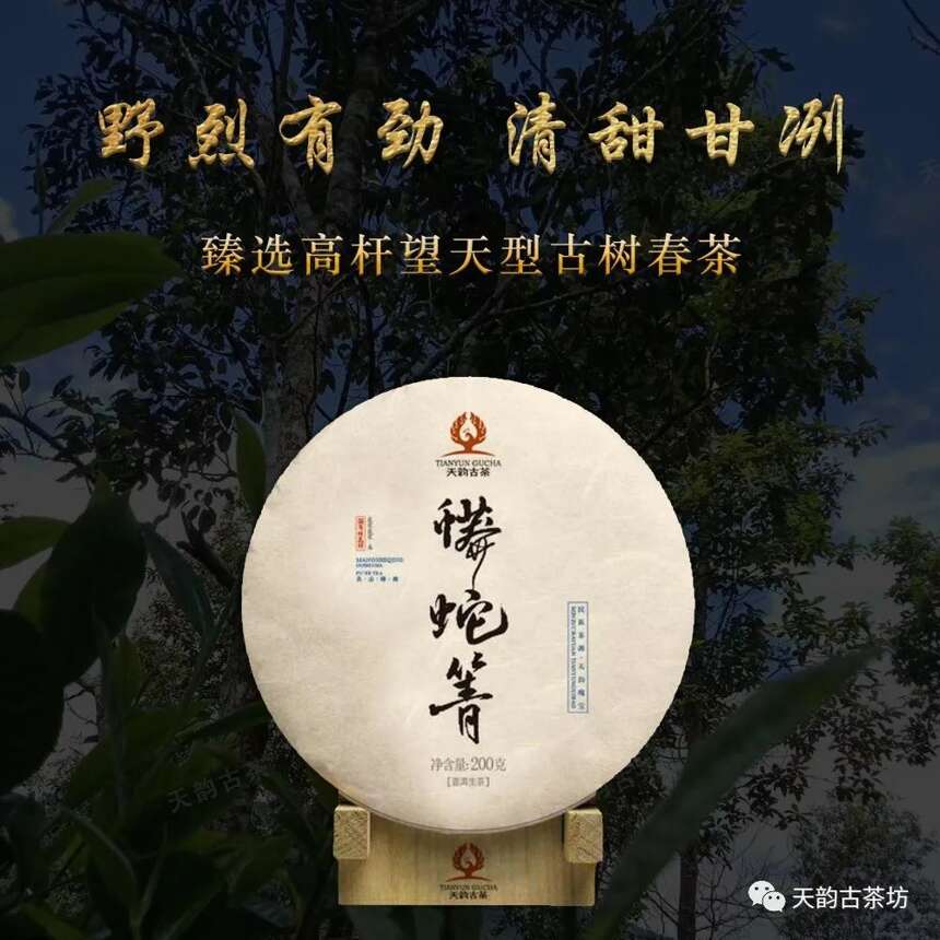 万众翘首以待的巅峰之作，2020年天韵古茶森林古树茶终于上市