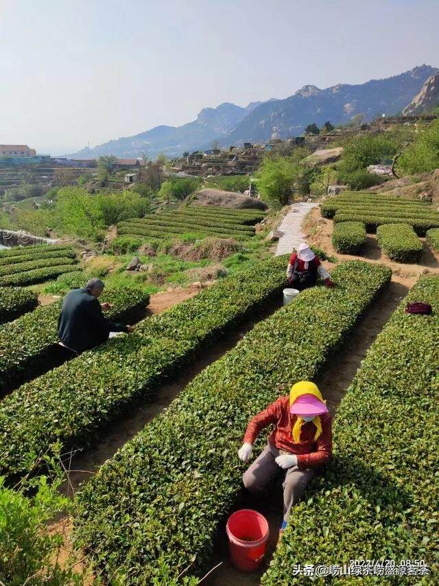 崂山茶农自产直销的崂山绿茶豌豆香味浓好喝又实惠