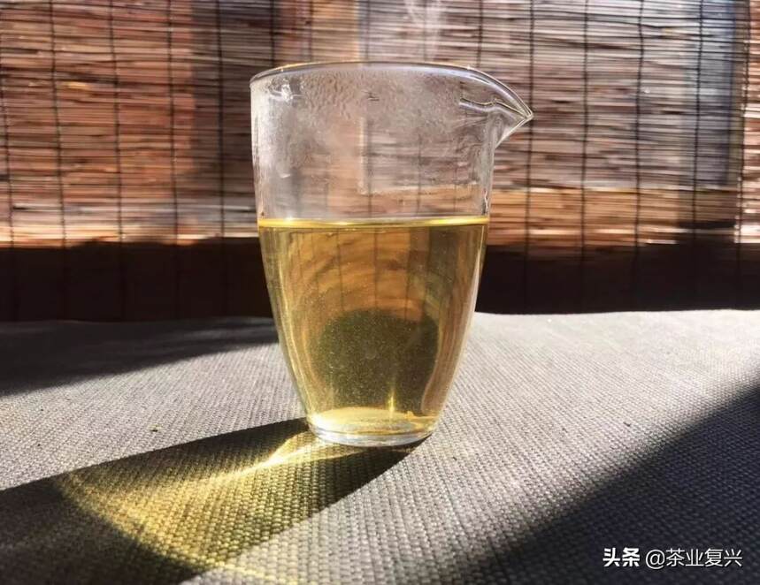 这群人把云南白茶聊了个遍