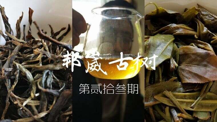 普洱茶茶评第25期：2008易武茶