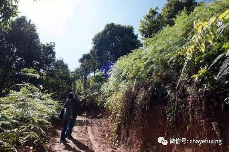 跨越8000公里，从意大利到南糯山，把时光献给最美的云南茶山