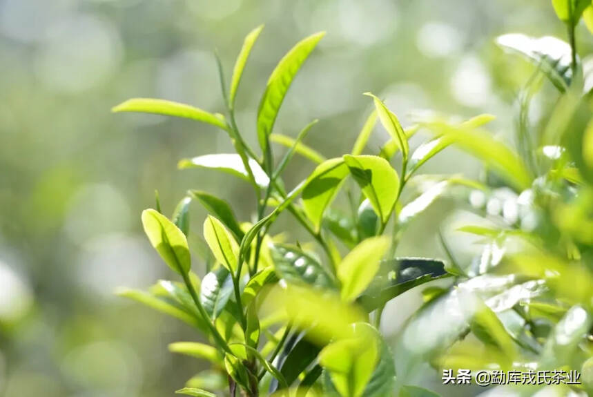 普洱茶春茶、夏茶、秋茶有什么区别？