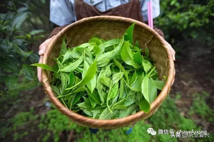 云南白茶到底是不是白茶？