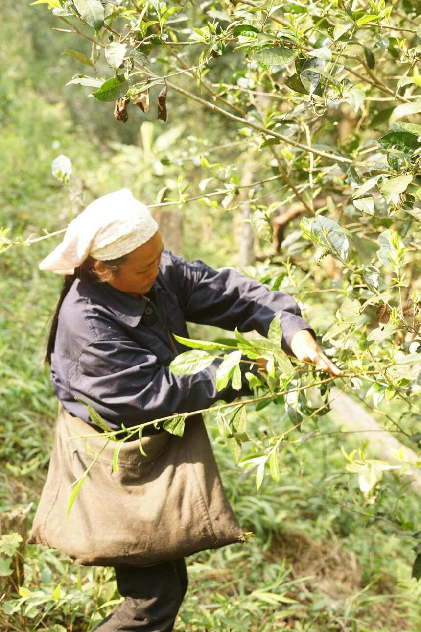 细腻水甜的弯弓茶，究竟是有多温柔？