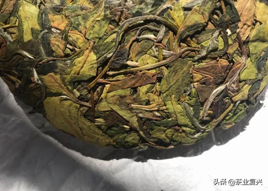 这群人把云南白茶聊了个遍