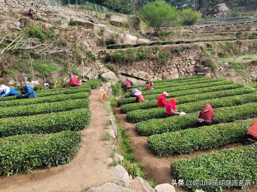 崂山茶农种茶辛苦不易，喝茶不忘种茶人