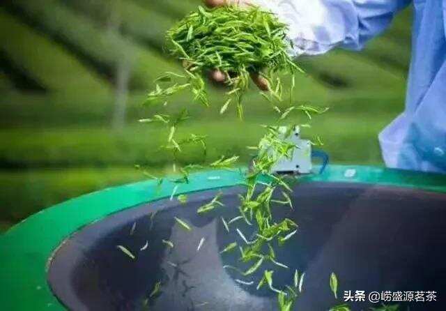 崂山大棚茶持续到五月中旬