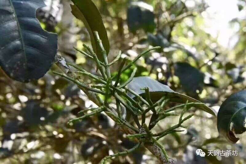 解密世界唯一一座以茶的名义申请世界非物质文化遗产景迈茶山