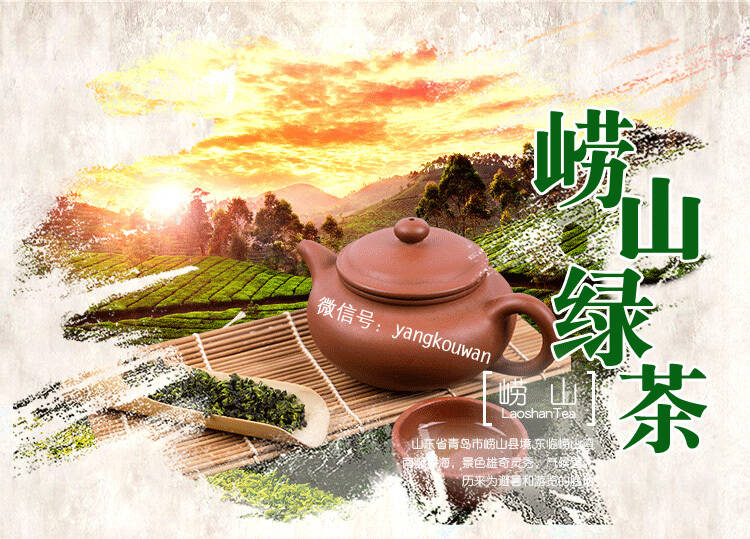 崂山绿茶好喝吗？口感哪些特别之处？