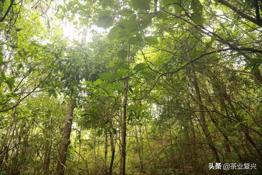 在中缅边陲小镇上，他用茶叶搭建起了一条绿色康养之路