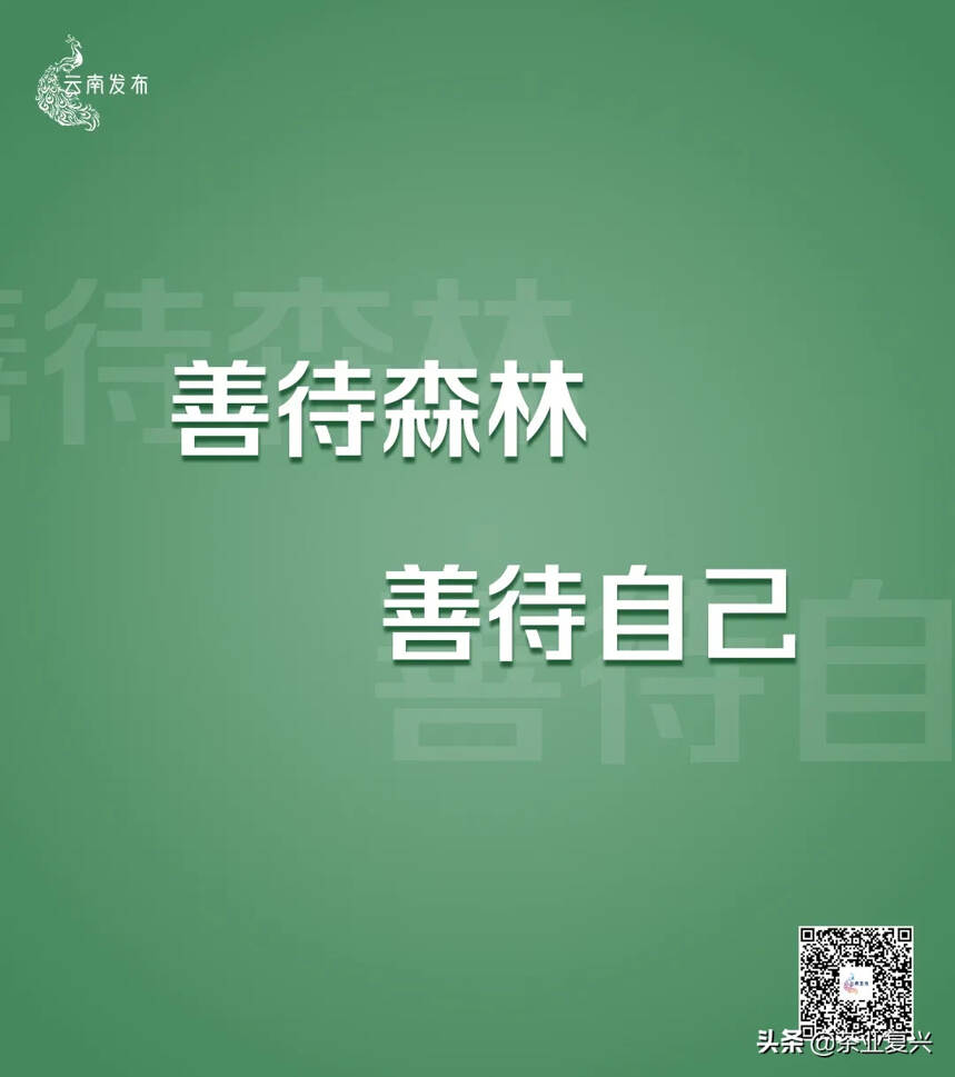 云南将严厉打击种茶毁林等破坏森林资源违法违规问题